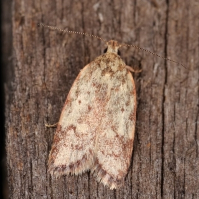 Garrha (genus) (A concealer moth) at Melba, ACT - 12 Dec 2020 by kasiaaus