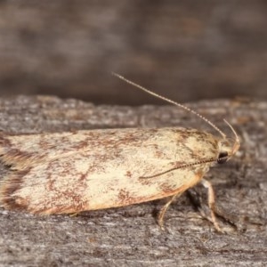 Garrha (genus) at Melba, ACT - 12 Dec 2020 10:16 PM