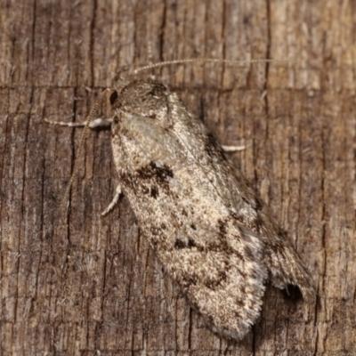 Philobota philostaura (A Concealer moth (Philobota group)) at Melba, ACT - 12 Dec 2020 by kasiaaus