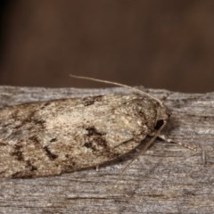 Philobota philostaura at Melba, ACT - 12 Dec 2020 10:17 PM