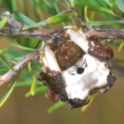 Celaenia excavata (Bird-dropping spider) at Tuggeranong Hill - 27 Dec 2020 by Harrisi