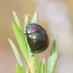 Callidemum hypochalceum at Theodore, ACT - 27 Dec 2020