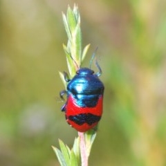 Choerocoris paganus (Ground shield bug) at Tuggeranong Hill - 27 Dec 2020 by Harrisi