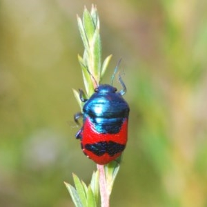 Choerocoris paganus at Theodore, ACT - 27 Dec 2020