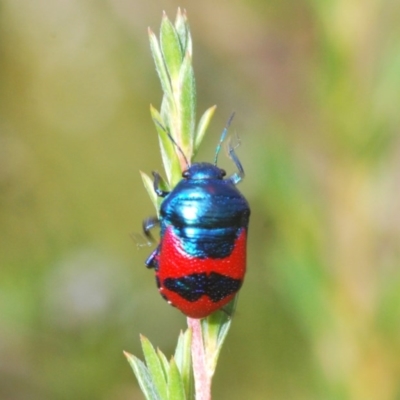 Choerocoris paganus (Ground shield bug) at Tuggeranong Hill - 27 Dec 2020 by Harrisi