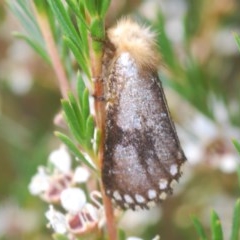 Epicoma contristis (Yellow-spotted Epicoma Moth) at Theodore, ACT - 27 Dec 2020 by Harrisi