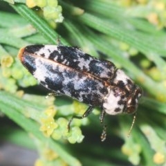 Hypocisseis suturalis (Cherry Ballart Jewel Beetle) at Tuggeranong Hill - 26 Dec 2020 by Harrisi
