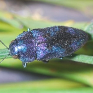 Diphucrania aurocyanea at Theodore, ACT - 26 Dec 2020