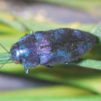 Diphucrania aurocyanea (A jewel beetle) at Theodore, ACT - 26 Dec 2020 by Harrisi