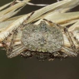 Dolophones sp. (genus) at Acton, ACT - 27 Dec 2020 11:17 AM