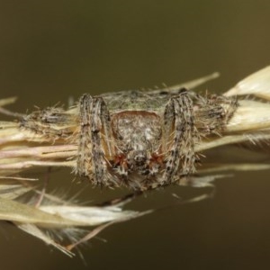 Dolophones sp. (genus) at Acton, ACT - 27 Dec 2020