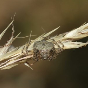 Dolophones sp. (genus) at Acton, ACT - 27 Dec 2020