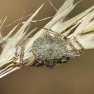 Dolophones sp. (genus) at Acton, ACT - 27 Dec 2020 11:17 AM