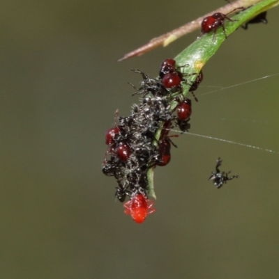 Oechalia schellenbergii (Spined Predatory Shield Bug) at Acton, ACT - 27 Dec 2020 by TimL