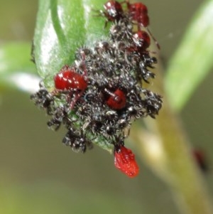 Oechalia schellenbergii at Acton, ACT - 27 Dec 2020