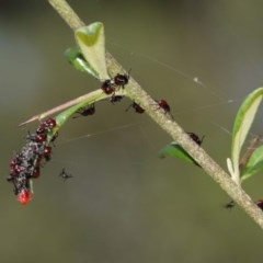 Oechalia schellenbergii at Acton, ACT - 27 Dec 2020