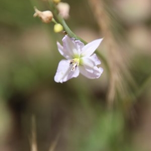 Arthropodium fimbriatum at Hughes, ACT - 2 Dec 2020 12:20 PM