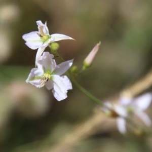 Arthropodium fimbriatum at Hughes, ACT - 2 Dec 2020 12:20 PM