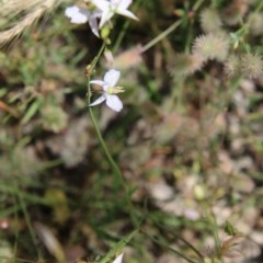 Arthropodium fimbriatum at Hughes, ACT - 2 Dec 2020 12:20 PM