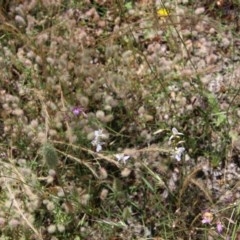 Arthropodium fimbriatum at Hughes, ACT - 2 Dec 2020