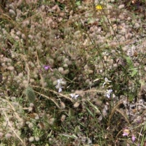 Arthropodium fimbriatum at Hughes, ACT - 2 Dec 2020 12:20 PM