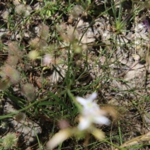 Arthropodium fimbriatum at Hughes, ACT - 2 Dec 2020 12:20 PM