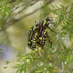 Eupoecila australasiae (Fiddler Beetle) at ANBG - 27 Dec 2020 by TimL