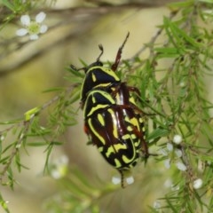 Eupoecila australasiae at Acton, ACT - 27 Dec 2020