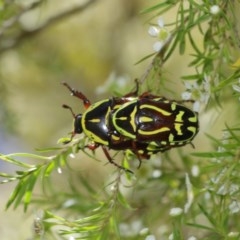 Eupoecila australasiae at Acton, ACT - 27 Dec 2020