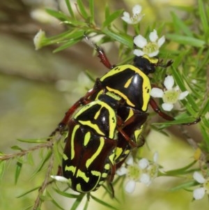 Eupoecila australasiae at Acton, ACT - 27 Dec 2020