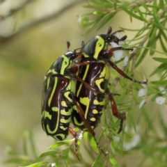 Eupoecila australasiae at Acton, ACT - 27 Dec 2020