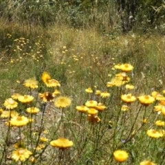 Xerochrysum viscosum (Sticky Everlasting) at Tuggeranong DC, ACT - 27 Dec 2020 by MatthewFrawley