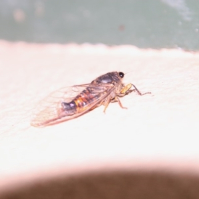 Yoyetta robertsonae (Clicking Ambertail) at Hughes, ACT - 1 Dec 2020 by LisaH