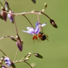 Unverified Bee (Hymenoptera, Apiformes) at Hughes Grassy Woodland - 1 Dec 2020 by LisaH
