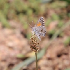 Lucia limbaria (Chequered Copper) at Red Hill Nature Reserve - 1 Dec 2020 by LisaH