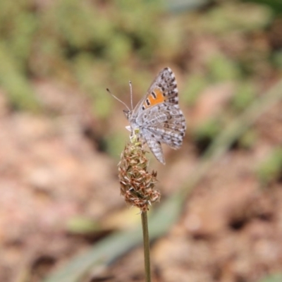 Lucia limbaria (Chequered Copper) at Red Hill Nature Reserve - 1 Dec 2020 by LisaH