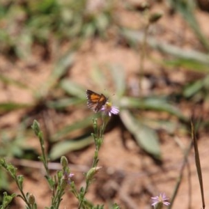 Lucia limbaria at Hughes, ACT - 1 Dec 2020 11:24 AM