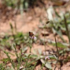 Lucia limbaria at Hughes, ACT - 1 Dec 2020 11:24 AM