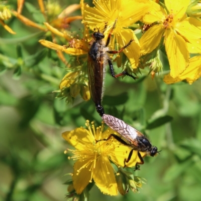 Neoscleropogon sp. (genus) (Robber fly) at Red Hill to Yarralumla Creek - 30 Nov 2020 by LisaH