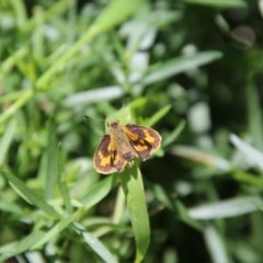 Ocybadistes walkeri (Green Grass-dart) at Hughes, ACT - 26 Dec 2020 by LisaH