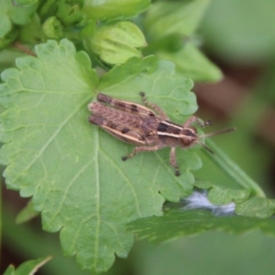 Phaulacridium vittatum (Wingless Grasshopper) at Hughes Grassy Woodland - 22 Dec 2020 by LisaH