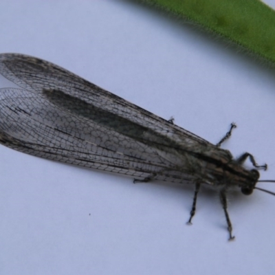 Heoclisis fundata (Antlion lacewing) at Hughes, ACT - 20 Dec 2020 by LisaH