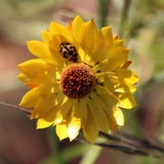 Coccinella transversalis (Transverse Ladybird) at Hughes Grassy Woodland - 13 Dec 2020 by LisaH