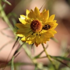 Coccinella transversalis at Hughes, ACT - 13 Dec 2020