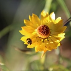 Coccinella transversalis at Hughes, ACT - 13 Dec 2020