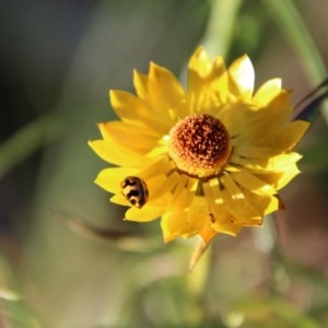 Coccinella transversalis at Hughes, ACT - 13 Dec 2020