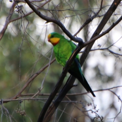 Polytelis swainsonii (Superb Parrot) at Red Hill to Yarralumla Creek - 23 Dec 2020 by LisaH