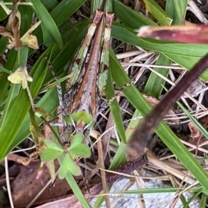 Austroicetes sp. (genus) at Mongarlowe, NSW - 27 Dec 2020