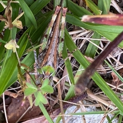 Austroicetes sp. (genus) (A grasshopper) at Mongarlowe River - 27 Dec 2020 by LisaH