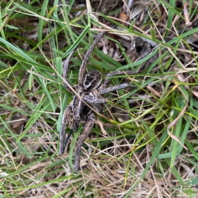 Tasmanicosa sp. (genus) (Unidentified Tasmanicosa wolf spider) at Mongarlowe River - 27 Dec 2020 by LisaH